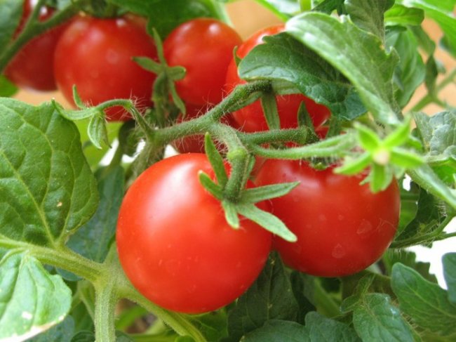 Овощи на грядке и огороде. Выращивание помидоров