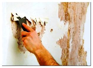 Как удалить плесень со стены