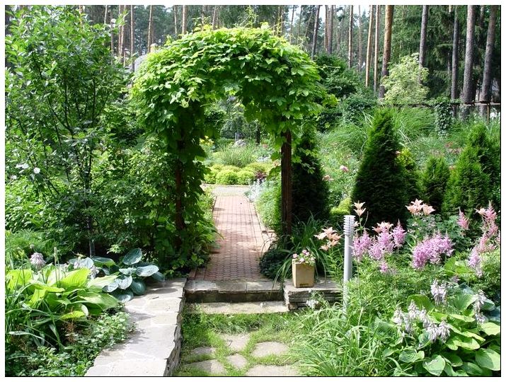 Советы по обустройству дачного сада. Как освежить старый сад ...
